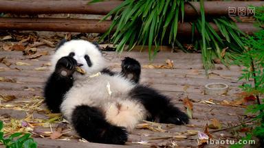 熊猫幼崽巨大的自然